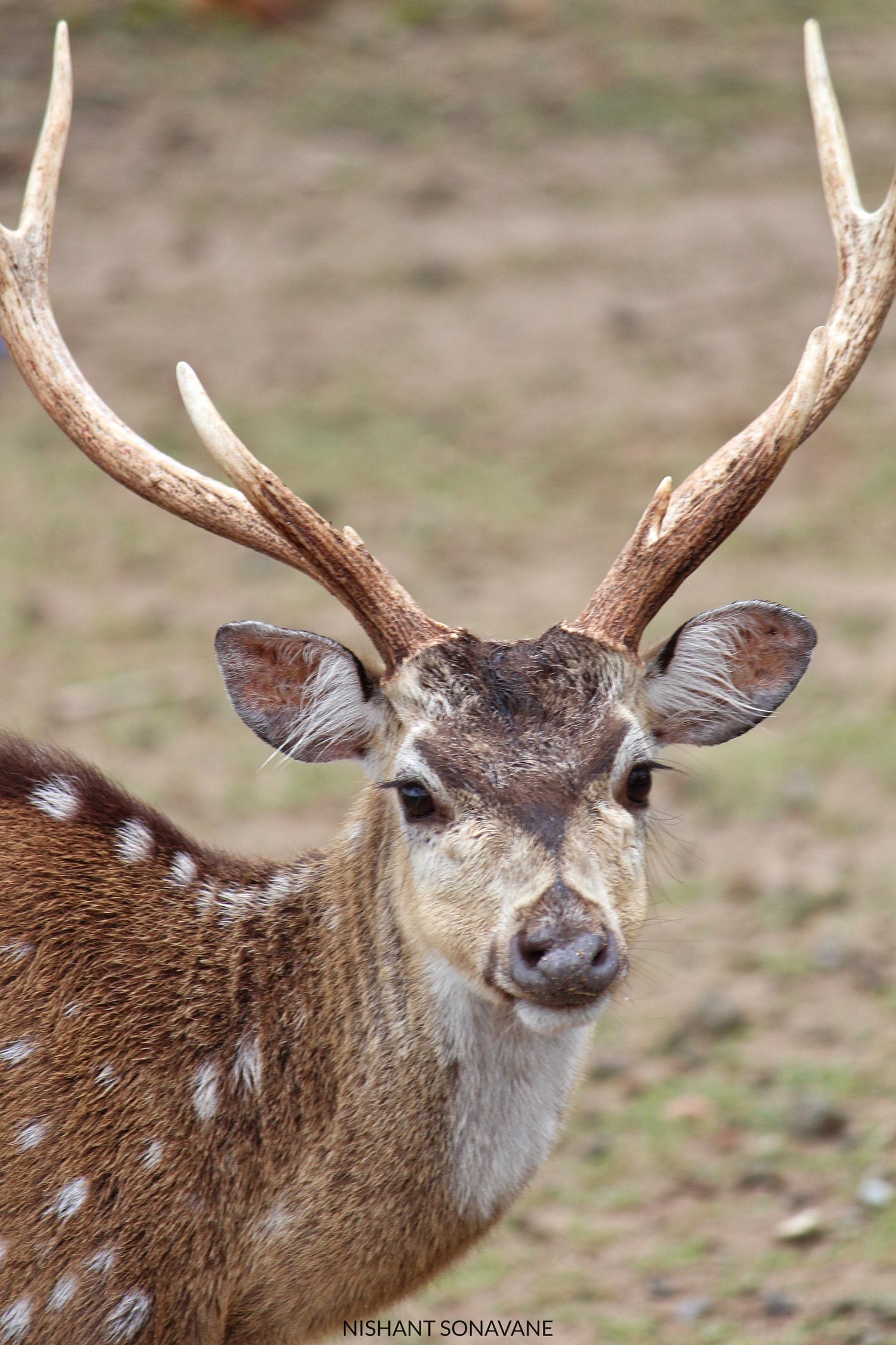Deer Photography