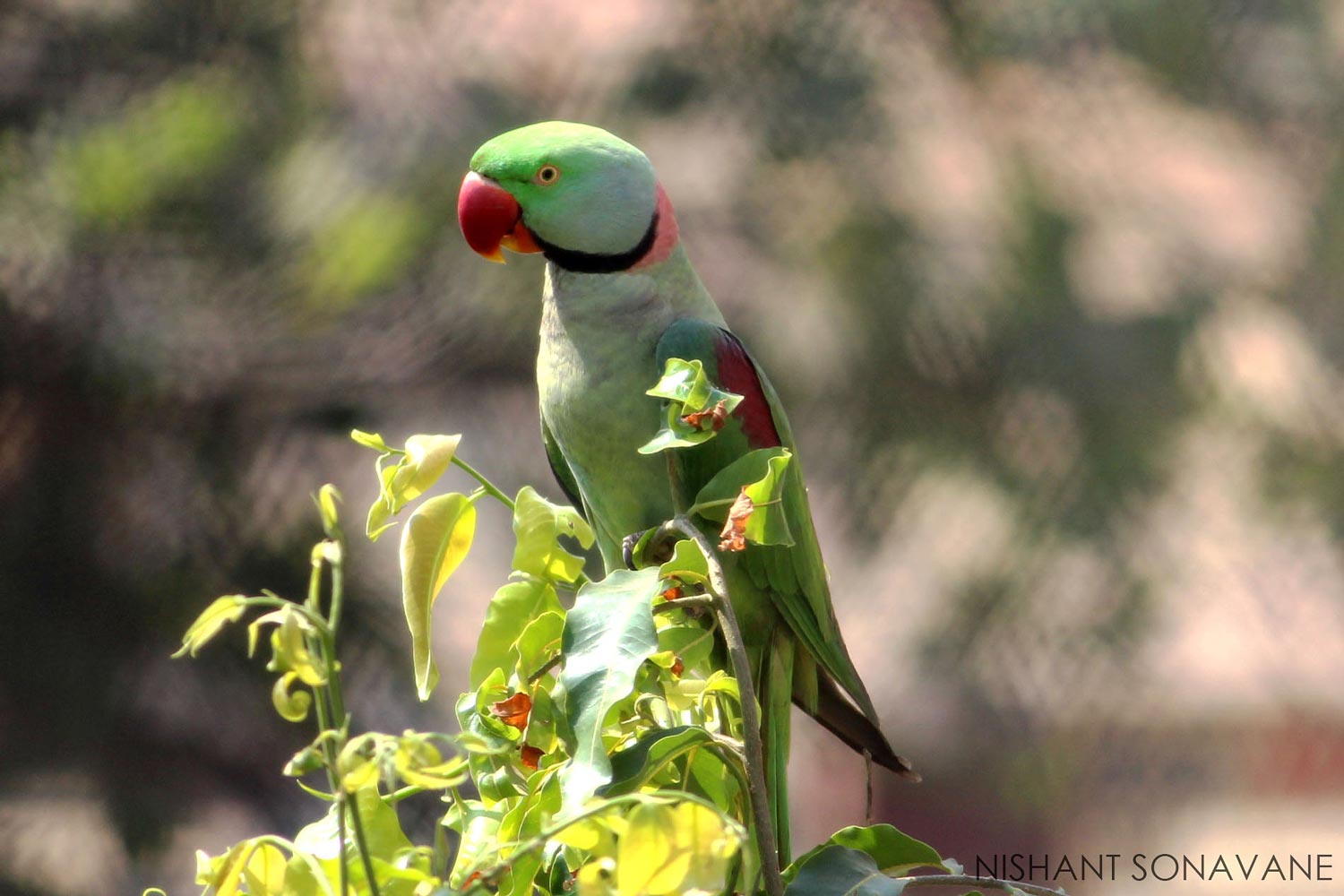 Parrot photographed in natural light