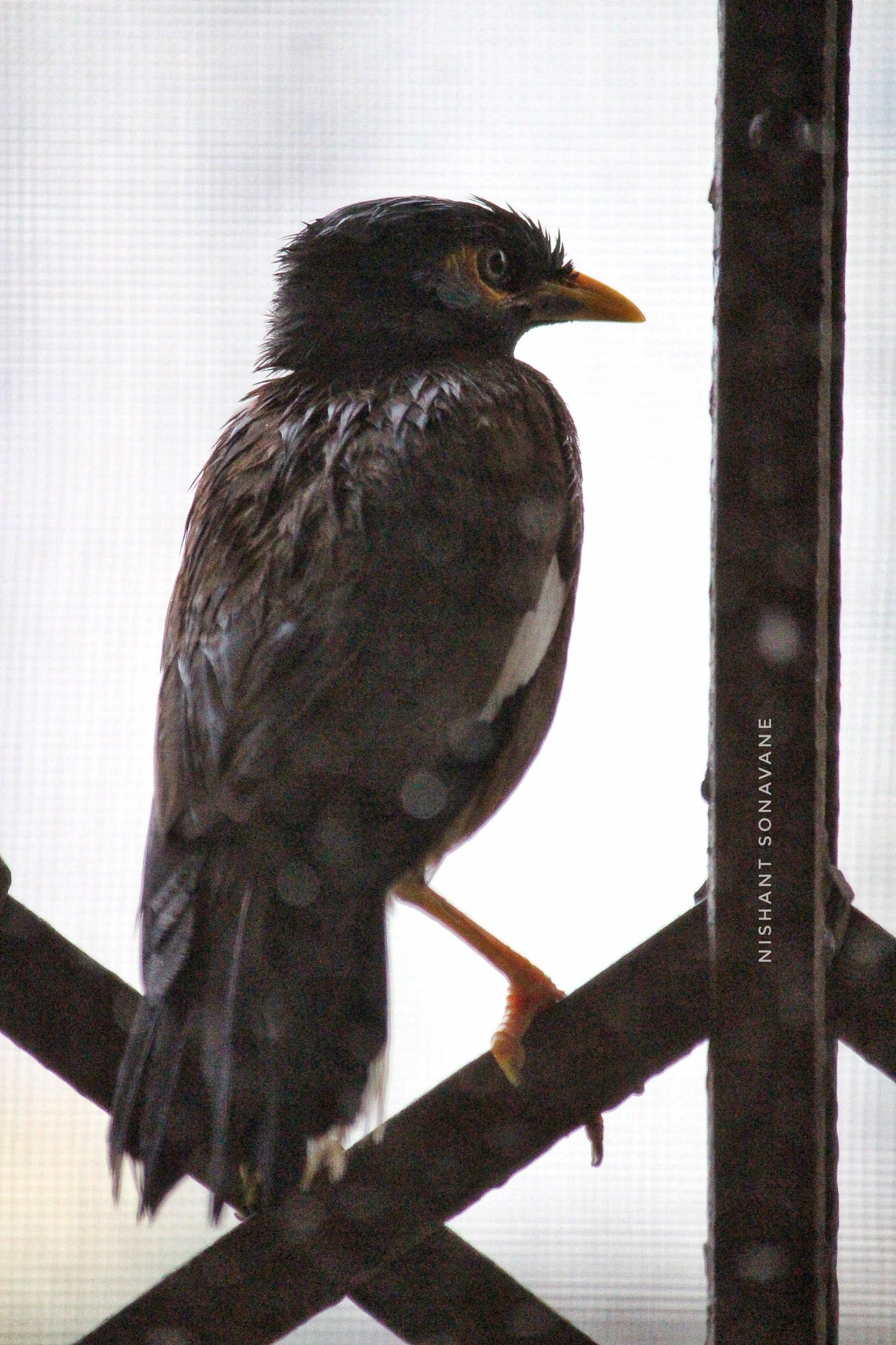 Bird Photography 1