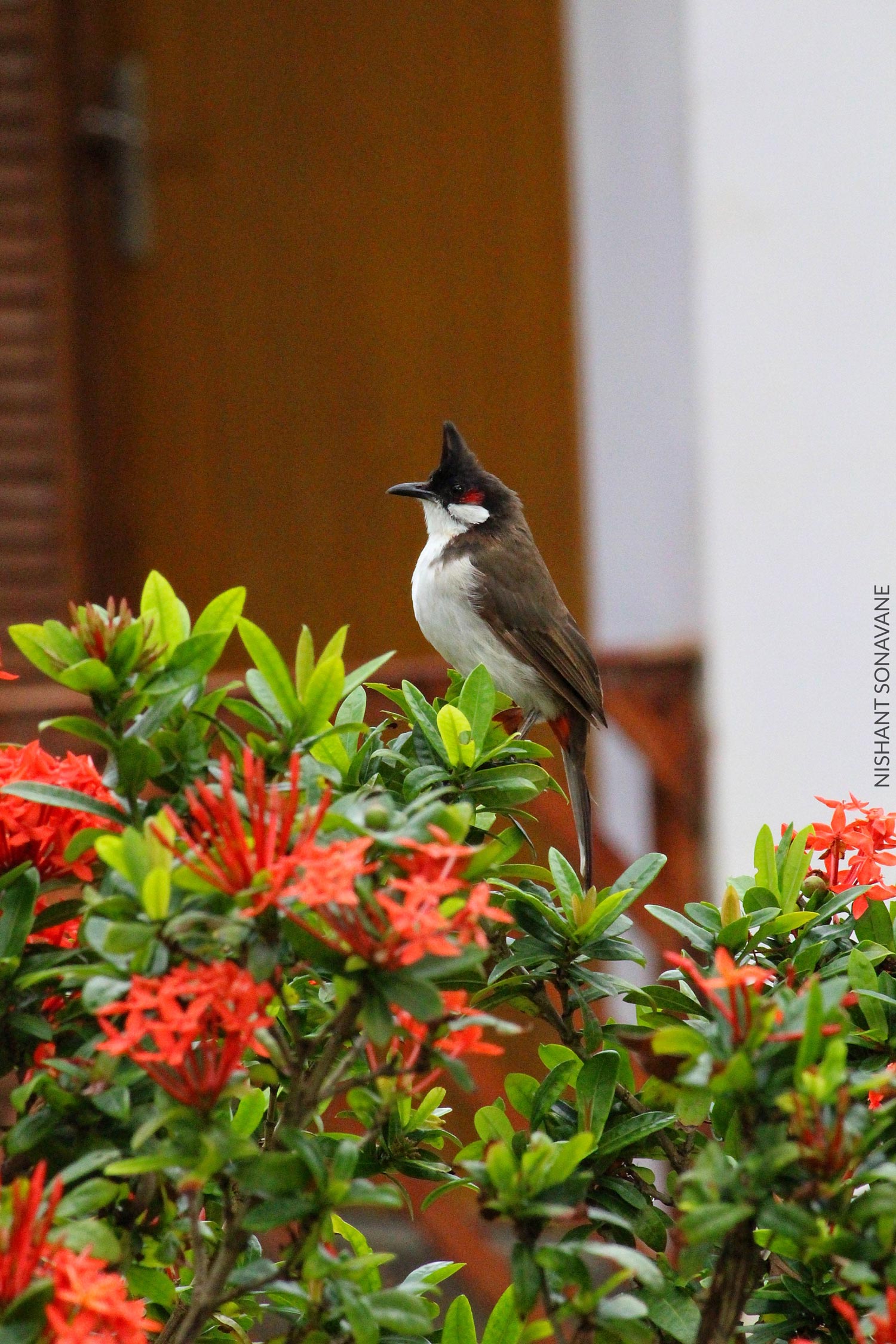 Bird Photography 2