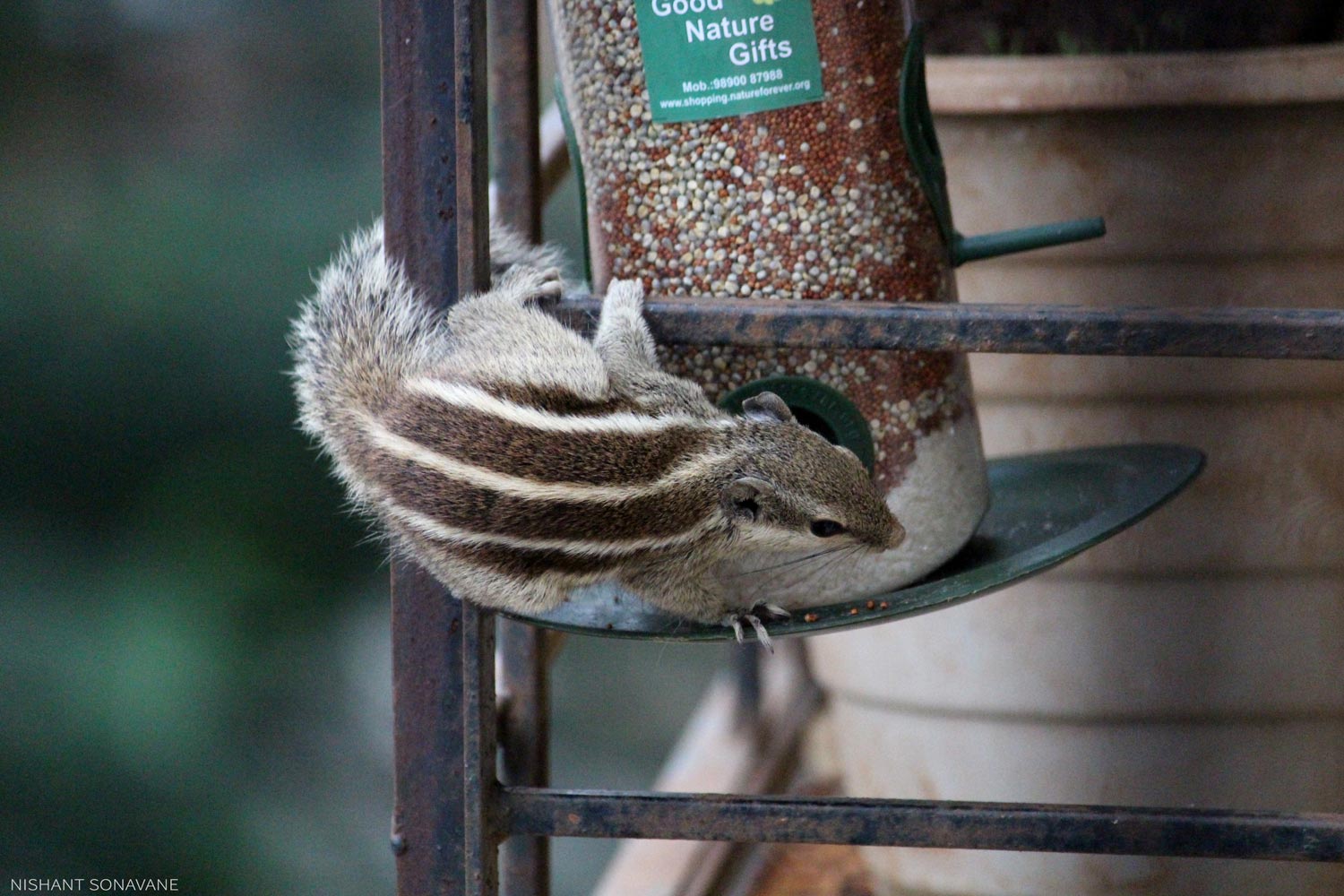 Squirrel 2