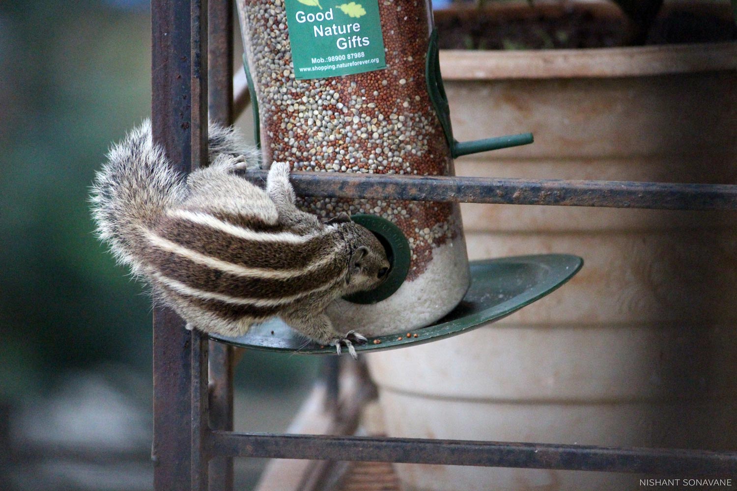 Squirrel 3