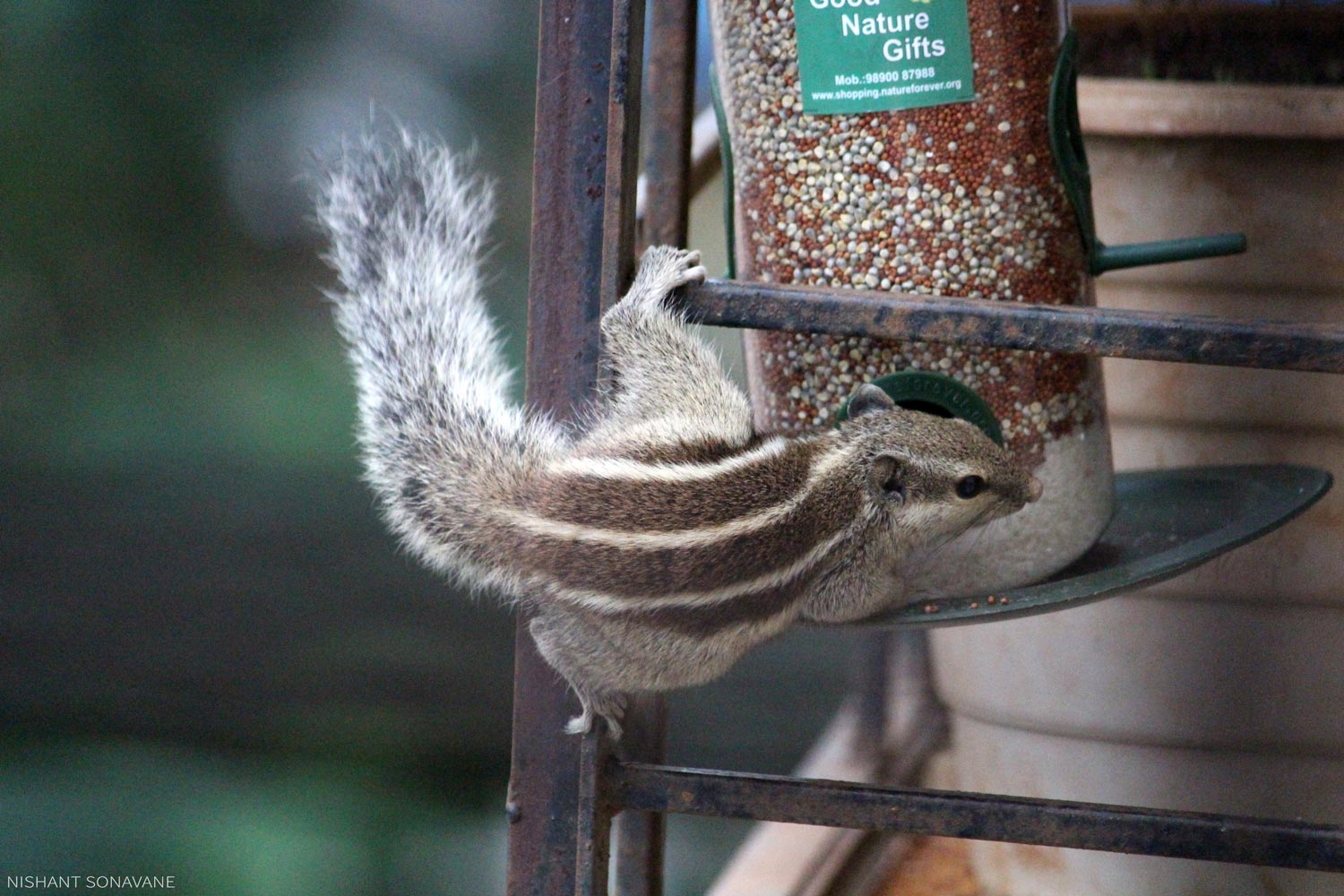 Squirrel 4